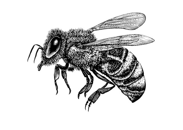 bee 1